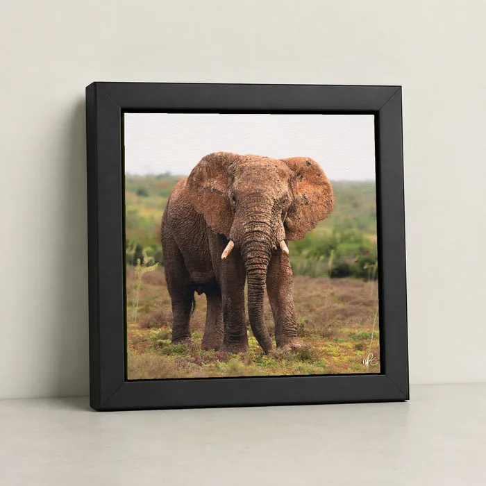 Floating-frame canvas of an elephant